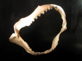 Salmon Shark