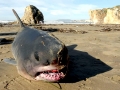 Salmon Shark