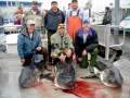 Salmon Shark