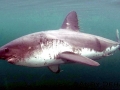 Salmon Shark
