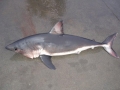 Salmon Shark