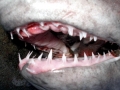 Salmon Shark