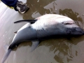 Salmon Shark