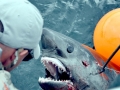 Salmon Shark