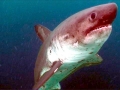 Salmon Shark