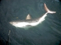 Salmon Shark