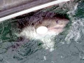 Salmon Shark
