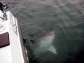 Salmon Shark