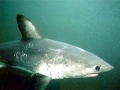 Salmon Shark