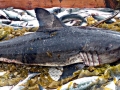 Salmon Shark