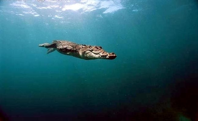Saltwater Crocodile