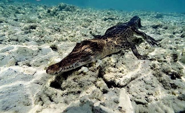 Saltwater Crocodile