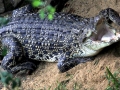 Saltwater Crocodile