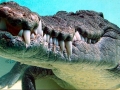Saltwater Crocodile