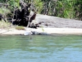 Saltwater Crocodile
