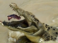 Saltwater Crocodile