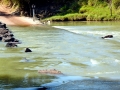 Saltwater Crocodile