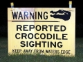 Saltwater Crocodile
