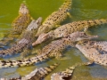 Saltwater Crocodile