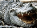 Saltwater Crocodile