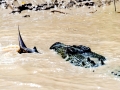 Saltwater Crocodile