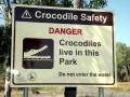 Saltwater Crocodile
