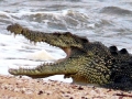 Saltwater Crocodile