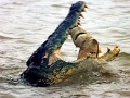Saltwater Crocodile