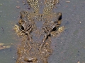 Saltwater Crocodile