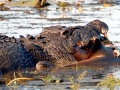 Saltwater Crocodile