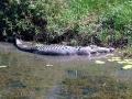 Saltwater Crocodile