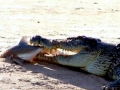 Saltwater Crocodile