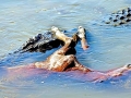 Saltwater Crocodile