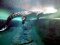 Saltwater Crocodile