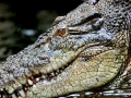 Saltwater Crocodile