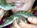 Saltwater Crocodile