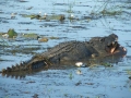 Saltwater Crocodile