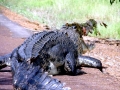 Saltwater Crocodile