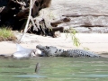 Saltwater Crocodile