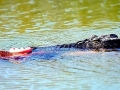 Saltwater Crocodile