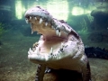 Saltwater Crocodile