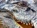 Saltwater Crocodile