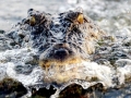 Saltwater Crocodile