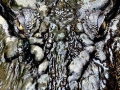Saltwater Crocodile