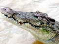 Saltwater Crocodile