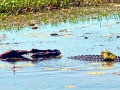 Saltwater Crocodile