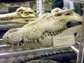 Saltwater Crocodile