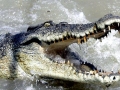 Saltwater Crocodile
