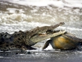 Saltwater Crocodile