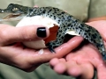 Saltwater Crocodile